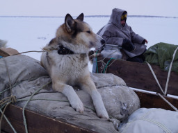 СХПК Оленевод. В.Кузнецов