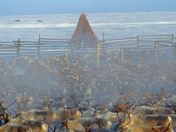 СХПК Оленевод. В.Кузнецов