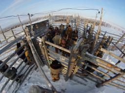 СХПК Оленевод. В.Кузнецов