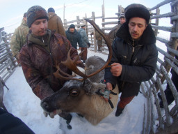 СХПК Оленевод. В.Кузнецов