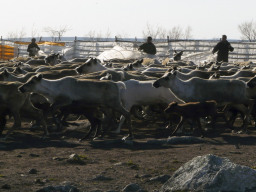 СХПК &quot;Тундра&quot;. В.Кузнецов