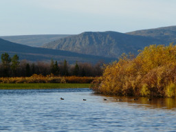 Уточки