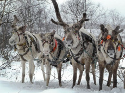 Великолепная четвёрка.